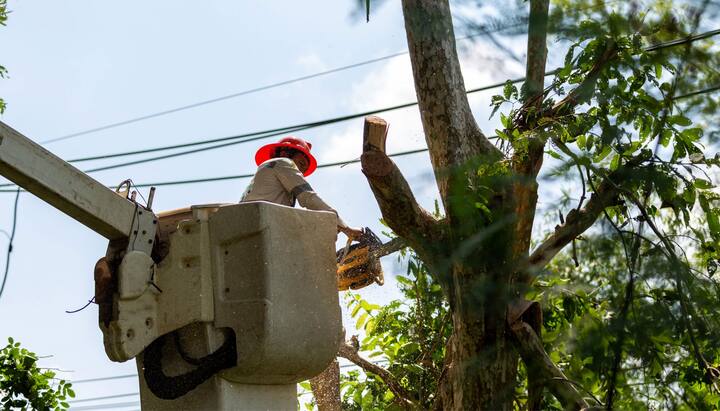 Tree Care and Maintenance Services