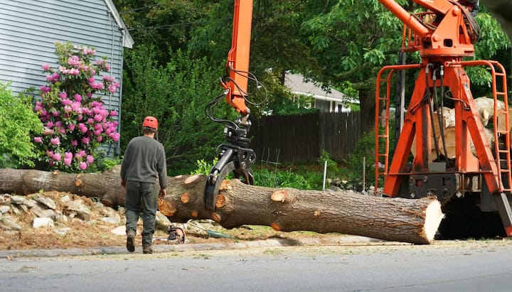 Tree Removal Expert